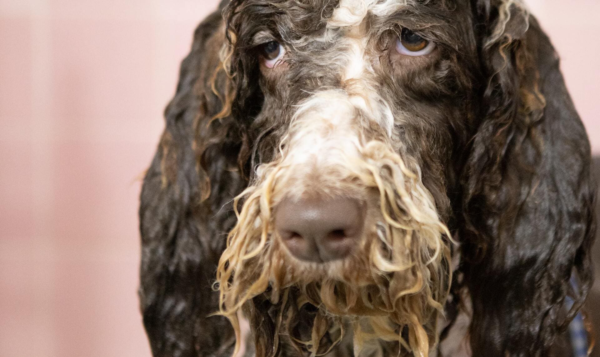 wet dog to show non tech founder excited to learn app development cost breakdown