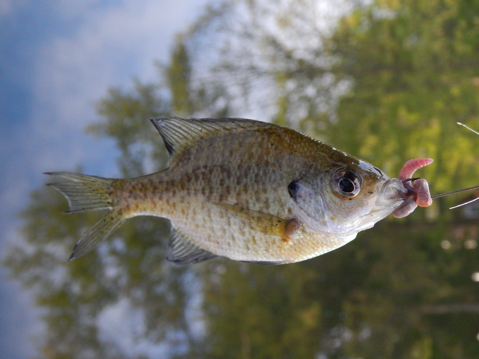 picture of hooked fish to show how TikTok's Business Model hooks viewers