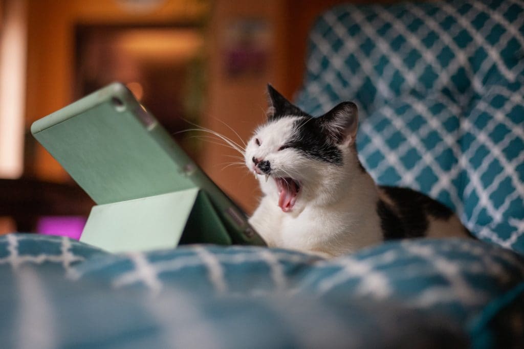 Cat reaction upon learning that app maintenance cost could not be avoided