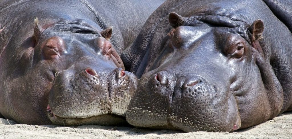 Image of hippo describing the lack of exercise by mobile app developers