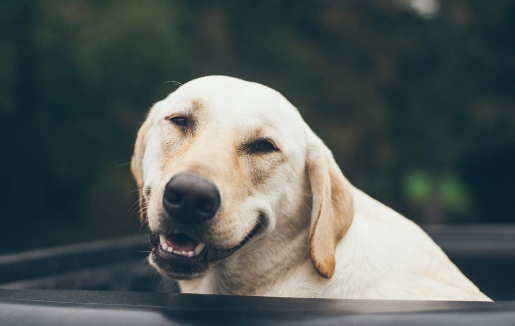picture of dog smiling to show twitter users