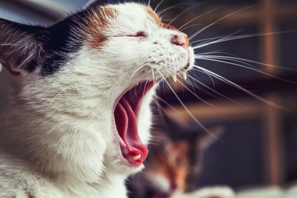 picture of cat yawning to show uinterested customer