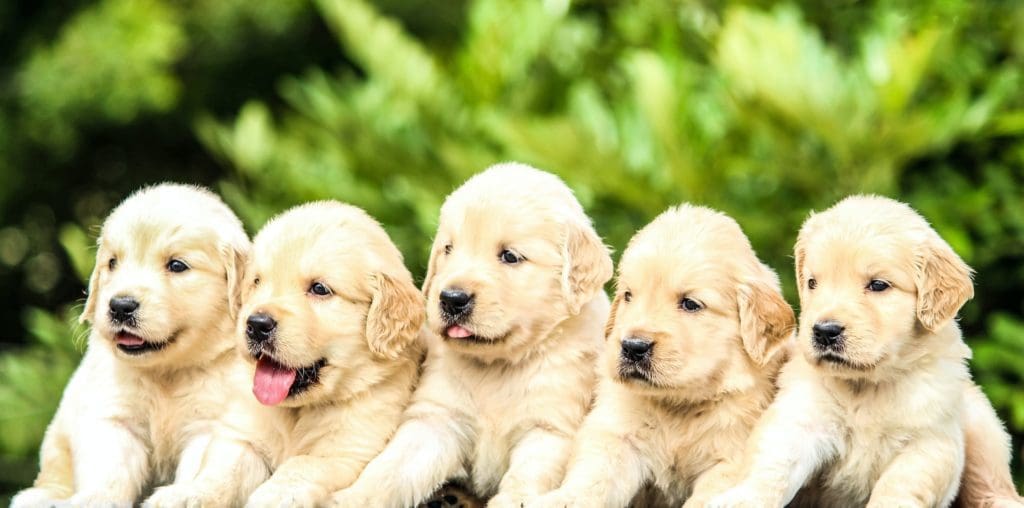 photo of puppies describing the importance of getting the right offshore developer team