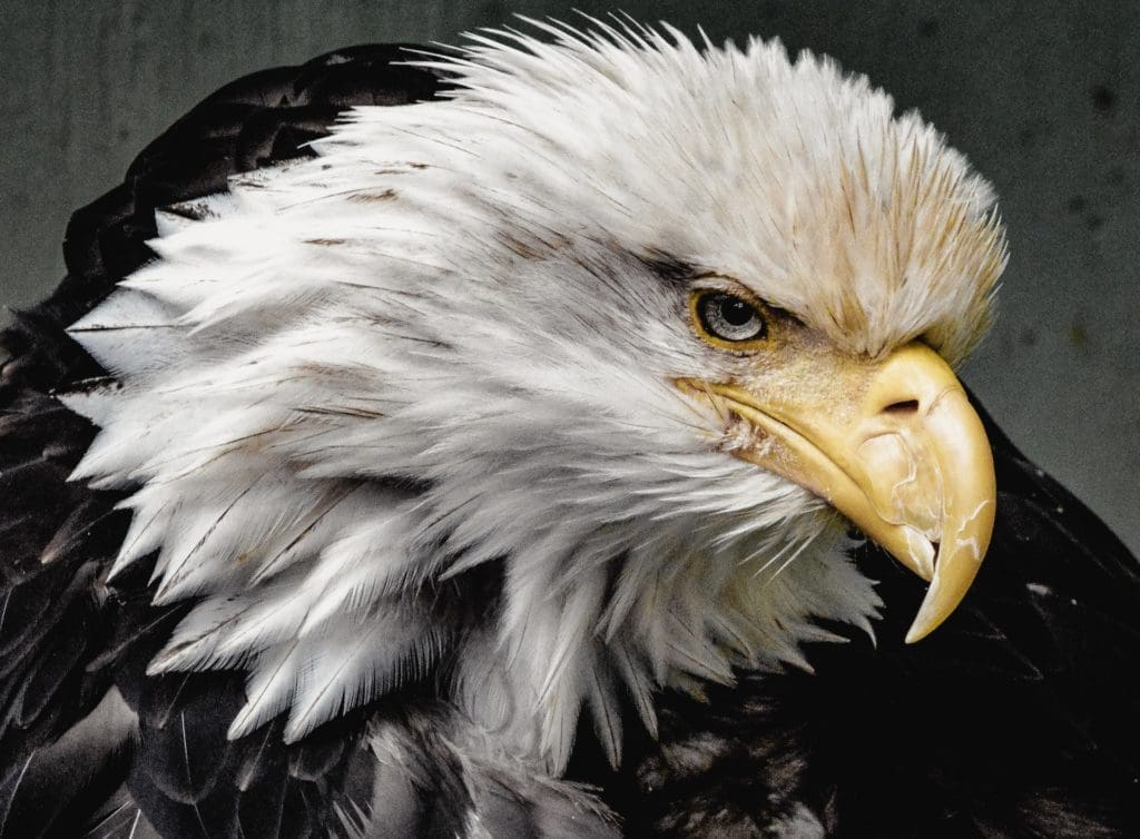 image of bald eagle signifying the distrustful of data collection for app monetization