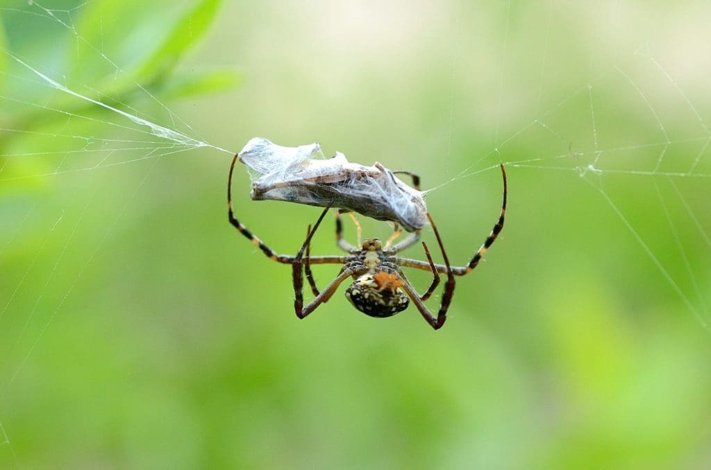 image of black widow spider describing successful lead capture