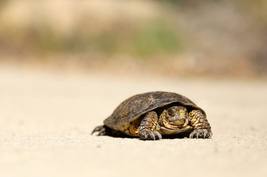 image of tortoise describing the efficiency of some app developers