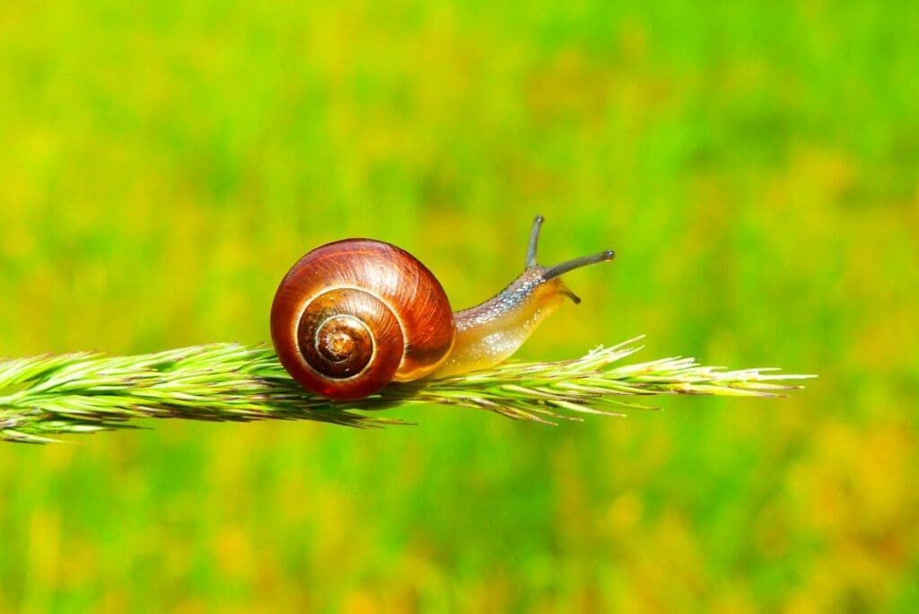 no-code app development helps accelerate app creation