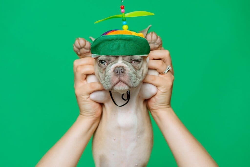 a dog cheering alone similar to wizard of oz mvp