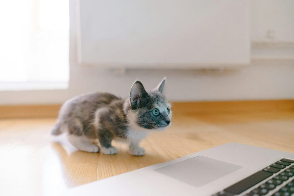 cat waiting for custom software to deploy
